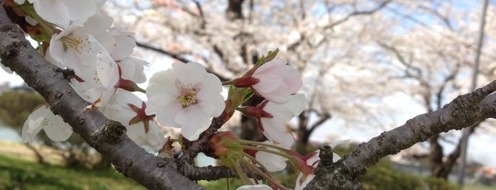 北上市立公園 展勝地 is one of Sakura.