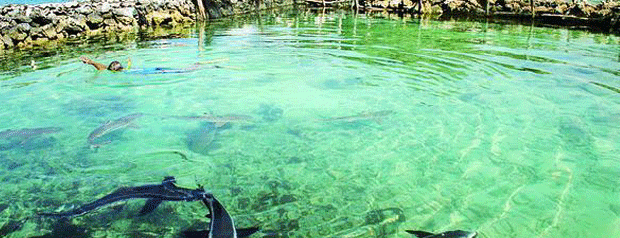 Penangkaran ikan hiu karimun jawa is one of Karimunjawa, Indonesia.