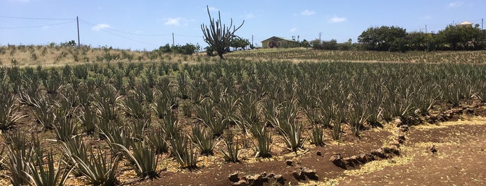 Cur Aloe is one of Curacao Island in the Sun.