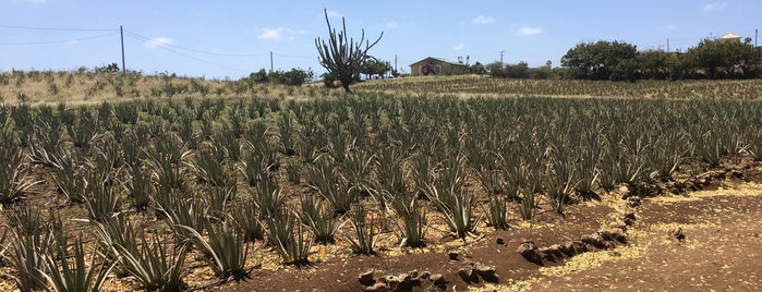 Cur Aloe is one of Curaçao.