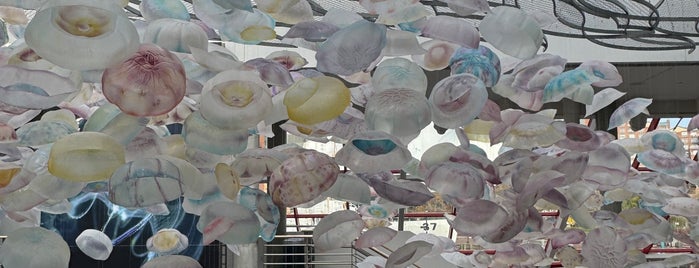 Jellies Invasion is one of The 15 Best Places for Exhibits in Baltimore.