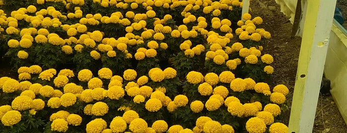 Vivero Silao is one of Posti che sono piaciuti a Antonio.