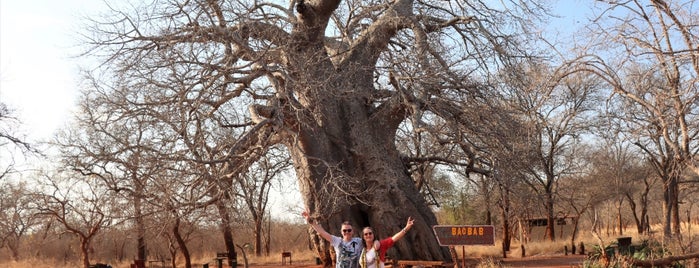 Giant Baobab is one of Limpopo 2020.
