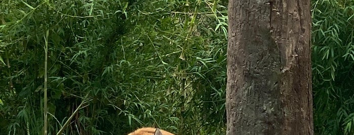 Sumatran Tiger is one of Emylee'nin Beğendiği Mekanlar.