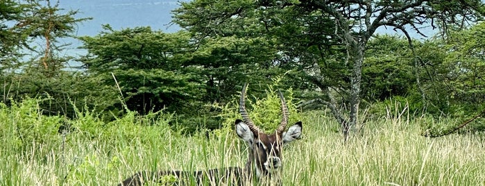 Lewa Wildlife Conservancy is one of Kenya.