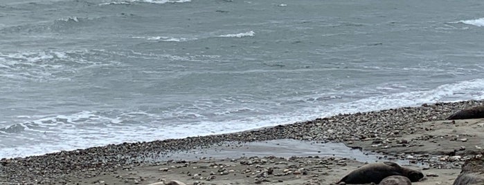 Elephant Seal Beach is one of Amandaさんの保存済みスポット.