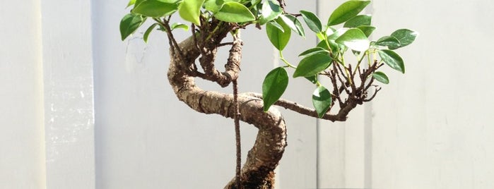 Eastern Leaf / Bonsai Nursery is one of Socal.