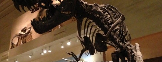Smithsonian National Museum of Natural History is one of Must visit places in Washington D.C..