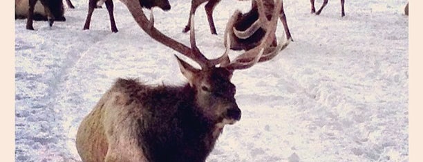 National Elk Refuge is one of สถานที่ที่บันทึกไว้ของ Lauren.