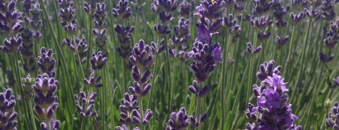 Young Living Lavender Farm is one of Lieux sauvegardés par Ahmad🌵.