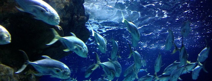 Scott Aquarium is one of Omaha.