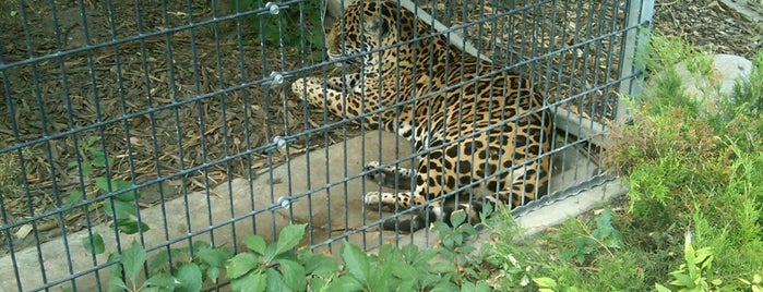 Bramble Park Zoo is one of Lugares favoritos de Tracy.