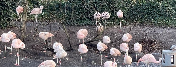 De Flamingo Serre is one of Amsterdam (NL).