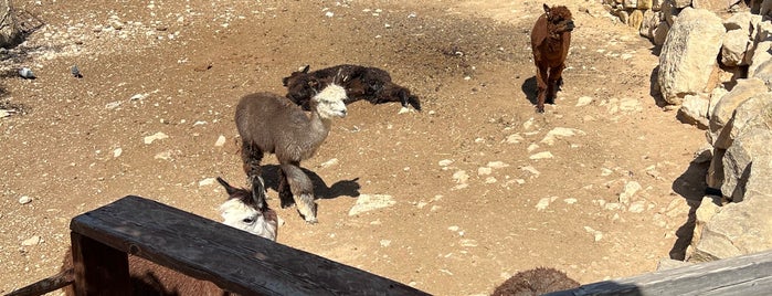 Alpaca Farm is one of Israel.