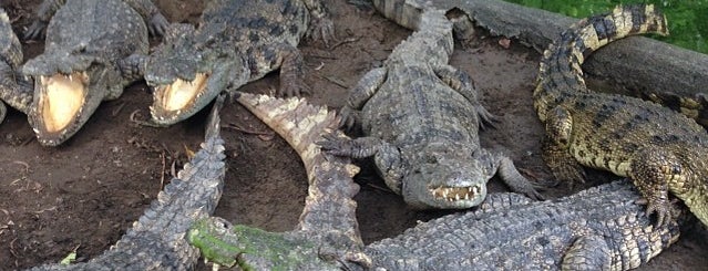 Samui Crocodile Farm is one of What to do in Koh Samui.