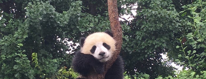 Chengdu Research Base of Giant Panda Breeding is one of สถานที่ที่ JulienF ถูกใจ.