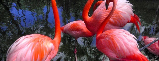 Flamingo Gardens is one of Family Adventures Around Ft Lauderdale.