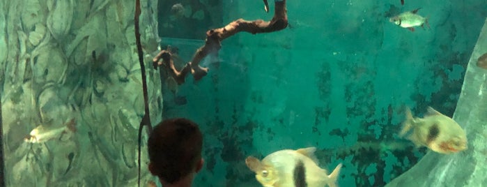 Aquatic & Reptile Center is one of The 15 Best Places for Exhibits in Milwaukee.