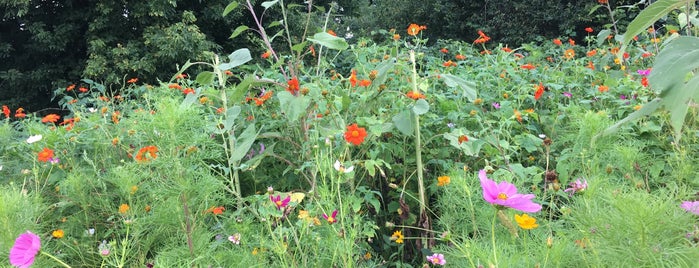 Lannon Sunflower Farm is one of Locais curtidos por LAXgirl.