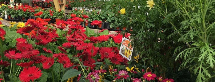 Petitti Garden Center is one of All-time favorites in United States.