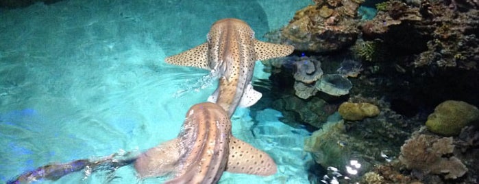 National Aquarium is one of Lugares favoritos de Dustin.