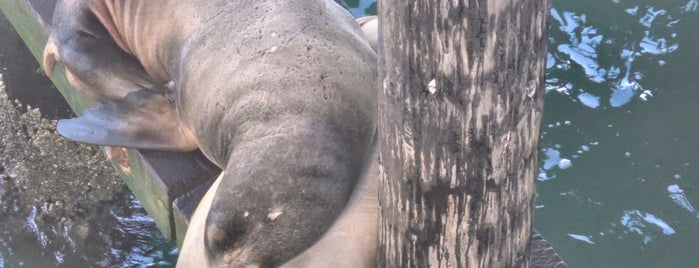 Sea Lion Dock is one of Awesome Activities and Adventures.