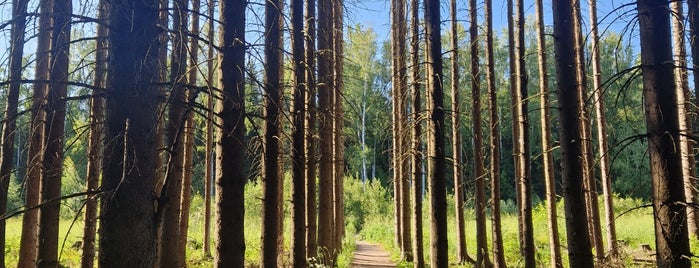 Pitkäkosken rinnelehdon luonnonsuojelualue is one of Vielä kokeiltavat paikat.