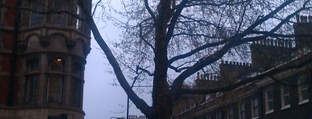 The Gower Plane is one of The Great Trees of London.