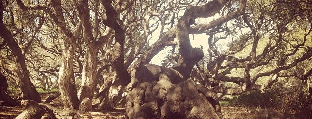 The Old Crone Tree is one of Westcoast.