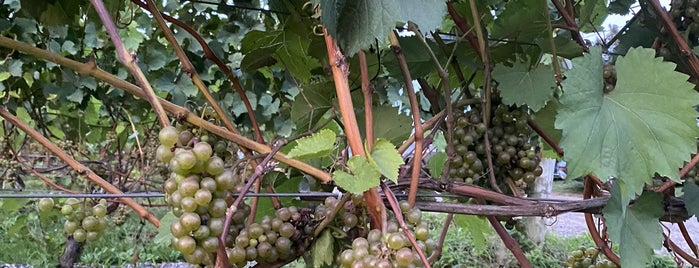 Wölffer Estate Vineyards is one of Vineyards / Wineries.