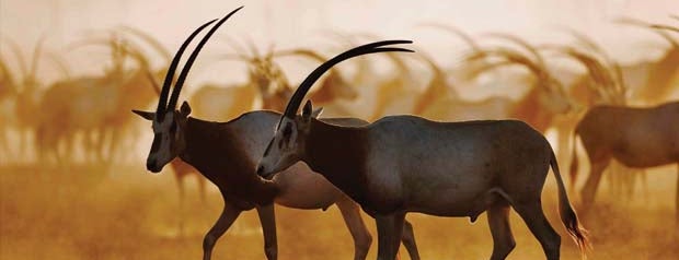 Sir Bani Yas Island جزيرة صير بني ياس is one of Tempat yang Disukai Nikos.