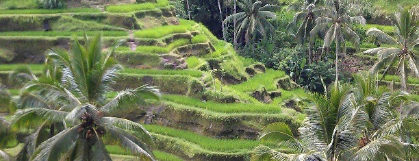 Tegallalang Rice Terraces is one of Bali.