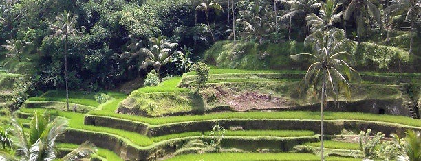 Tabanan Rice Field is one of Bali / Indonesien.