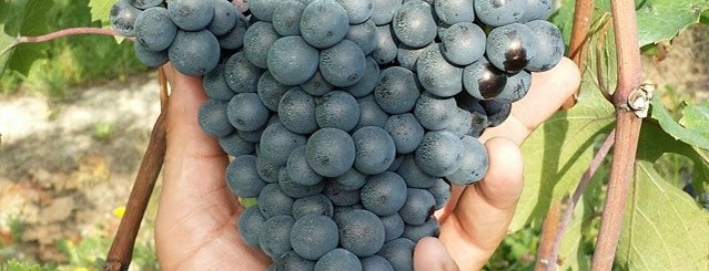 Vigna Dolcetto-Garitta is one of Wine World.