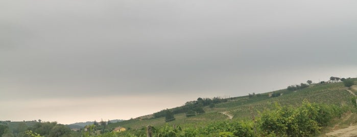 Vigna Drera la Ca' is one of Wine World.