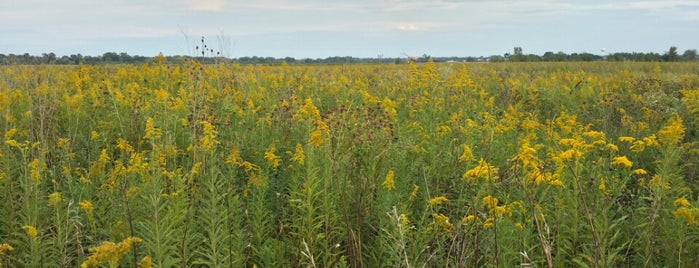 Rollins Savanna Forest Preserve is one of Dave's Saved Places.