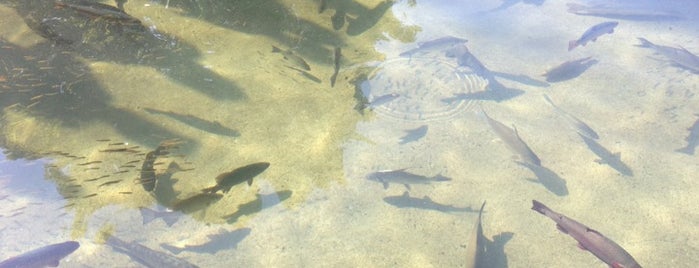 DNR Fish Pond is one of Lugares favoritos de Alan.