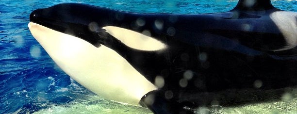 Dine With Orcas is one of Tempat yang Disukai Conrad & Jenn.