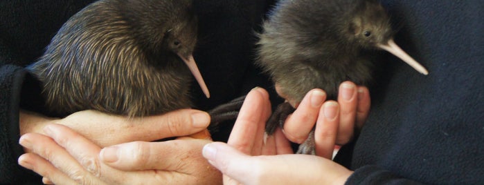 Otorohanga Kiwi House is one of Nuova Zelanda.