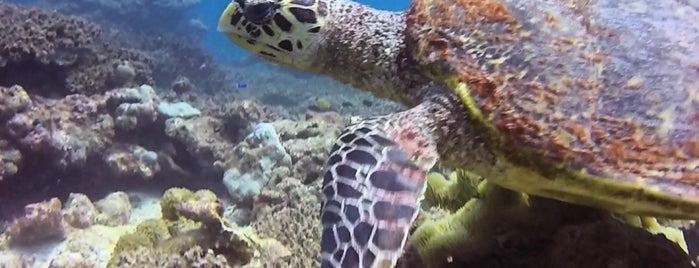 Underwater Dive Centre SeychellesSeychelles is one of Exotica.