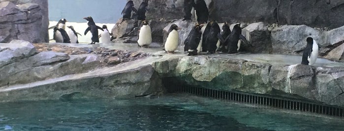 Penguinarium is one of Michigan.