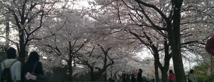 Sakura Pavements