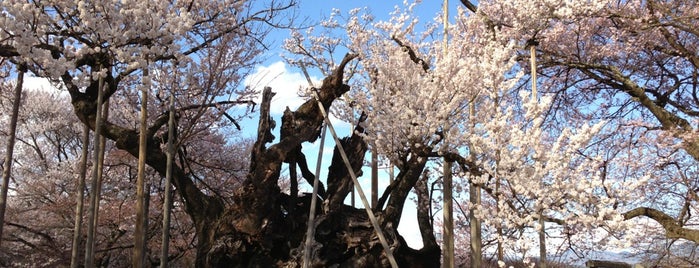実相寺 is one of Travel : Sakura Spot.