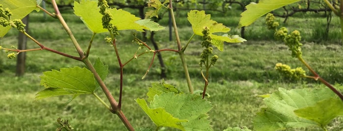 Ventimiglia Vineyards is one of Lieux sauvegardés par Cody-Ann.