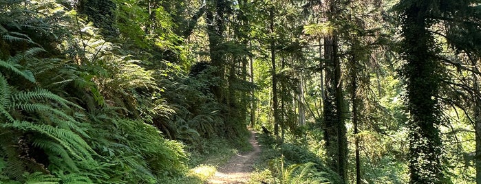 Saltzman Trail is one of Oregon Trails to Hike.