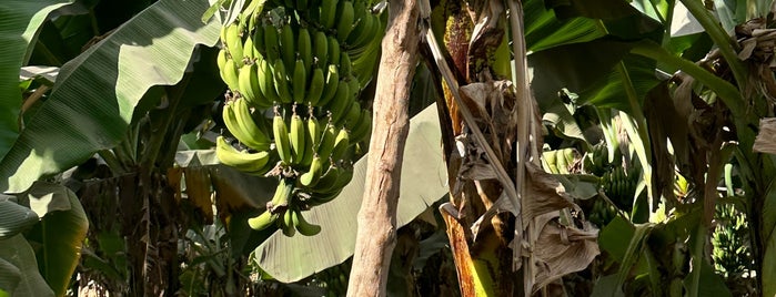 Banana Island is one of Misir.