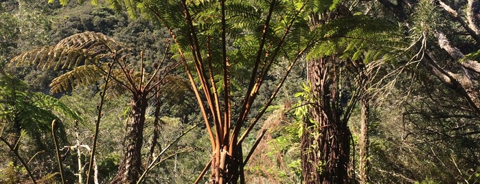 Forêt de Bélouve is one of La Reunion.