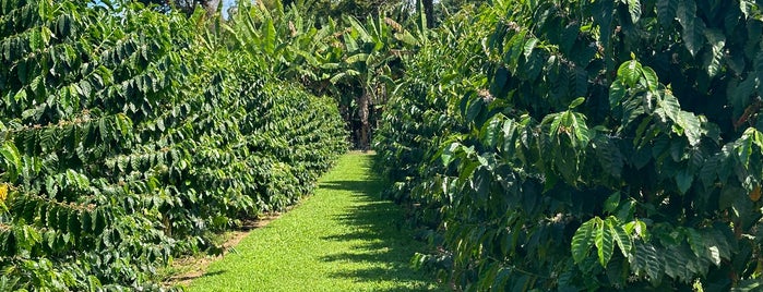 Greenwell Farms Coffee Plantation is one of Notorious BIG Island.