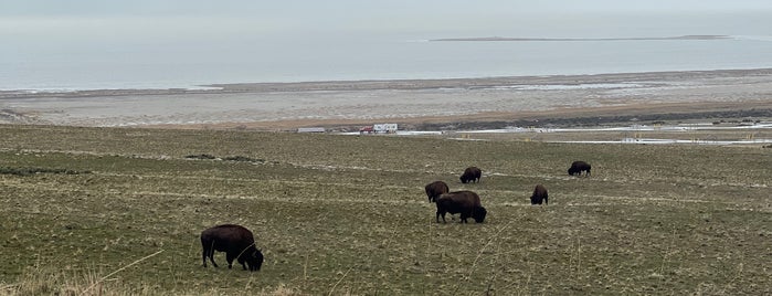 Antelope Island State Park is one of recommended to visit part 3.