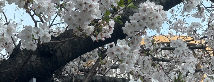 淑徳与野中学校・高等学校 is one of 学校.